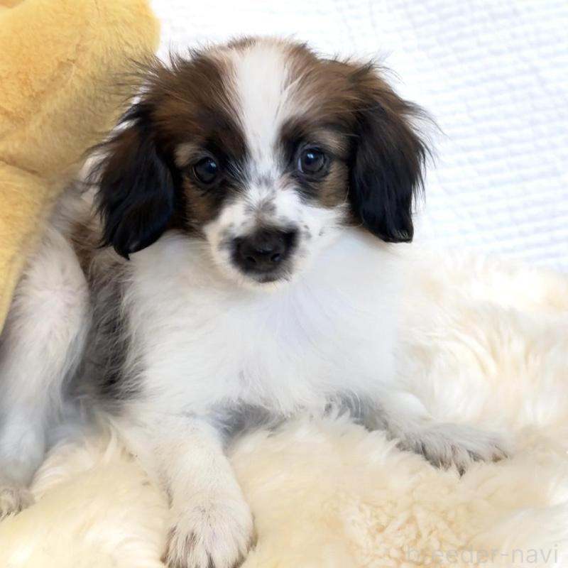 販売中の埼玉県のパピヨン-447200の1枚目