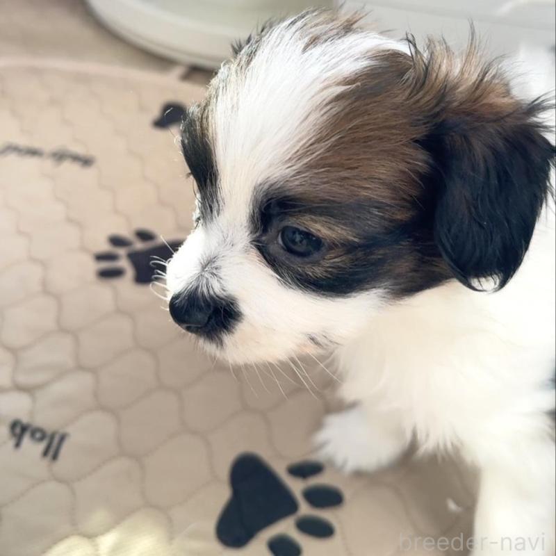 販売中の埼玉県のパピヨン-447200の6枚目