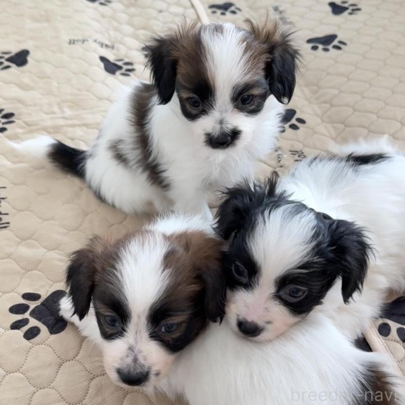 販売中の埼玉県のパピヨン-447200の5枚目