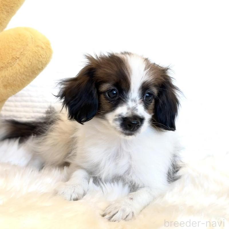 販売中の埼玉県のパピヨン-447200の4枚目