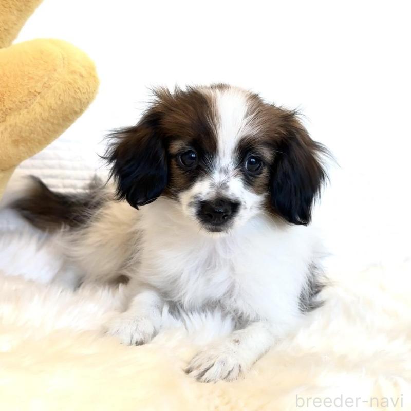 販売中の埼玉県のパピヨン-447200の3枚目