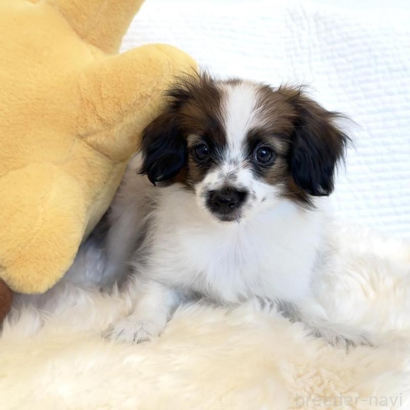 販売中の埼玉県のパピヨン-447200の2枚目