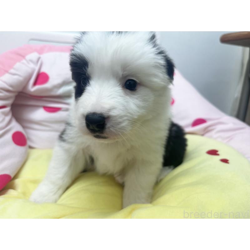 販売中の東京都のボーダーコリー-447201の8枚目