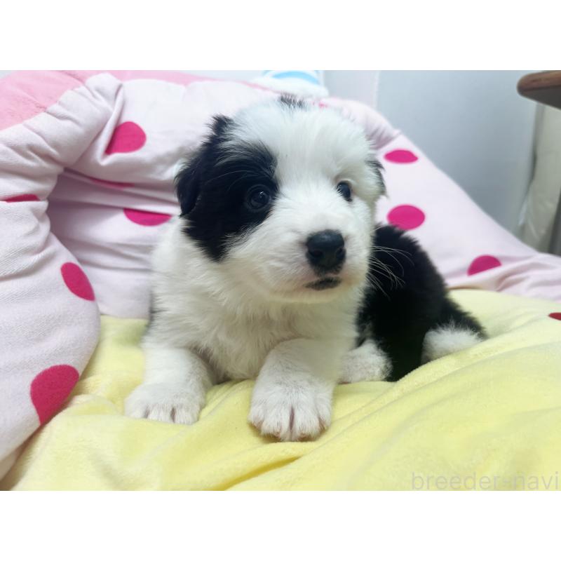 販売中の東京都のボーダーコリー-447201の7枚目