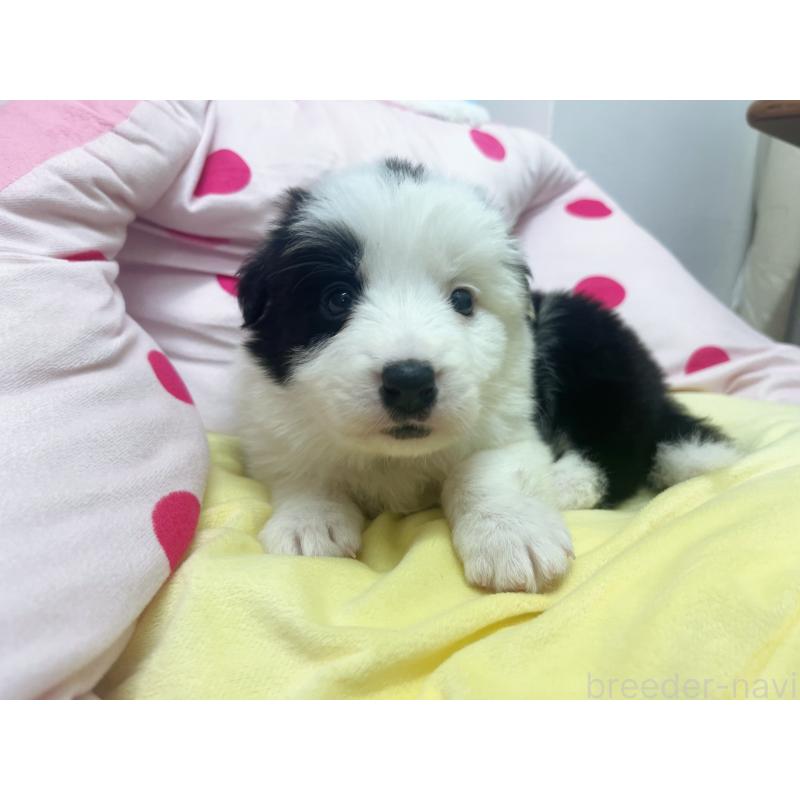 販売中の東京都のボーダーコリー-447201の5枚目