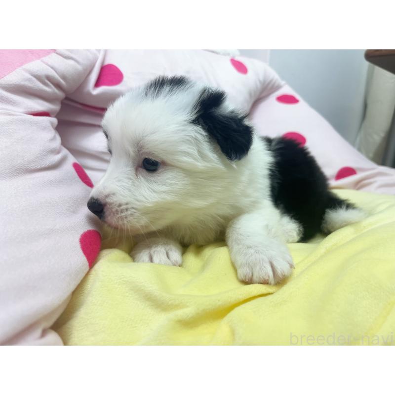 販売中の東京都のボーダーコリー-447201の4枚目