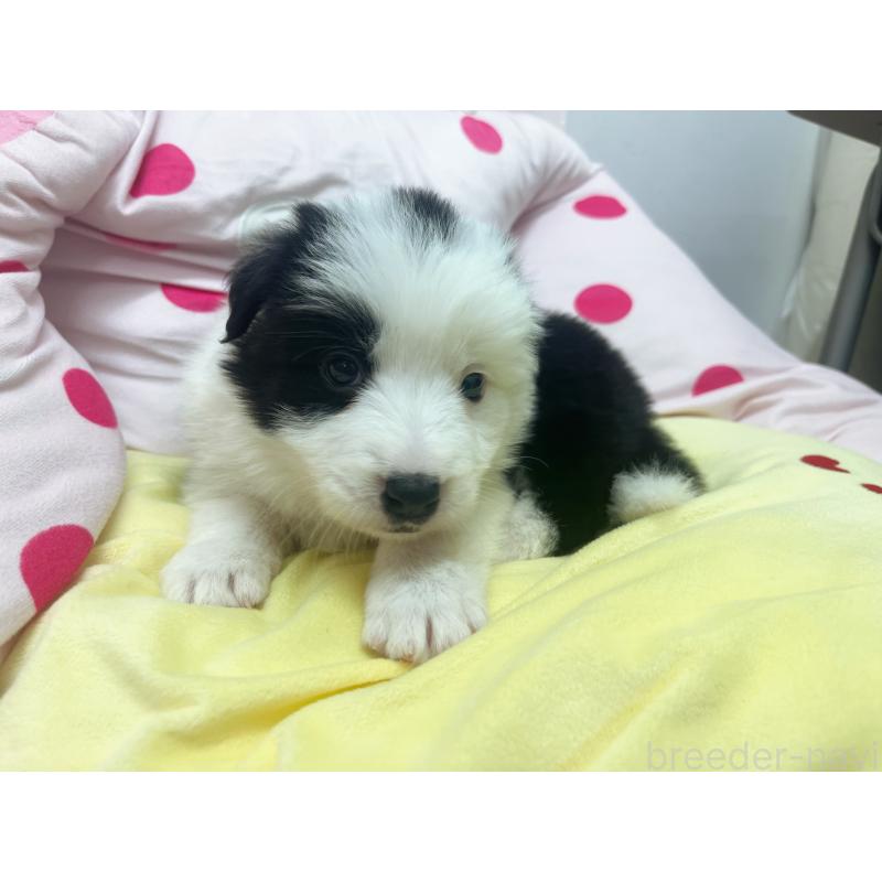 販売中の東京都のボーダーコリー-447201の3枚目