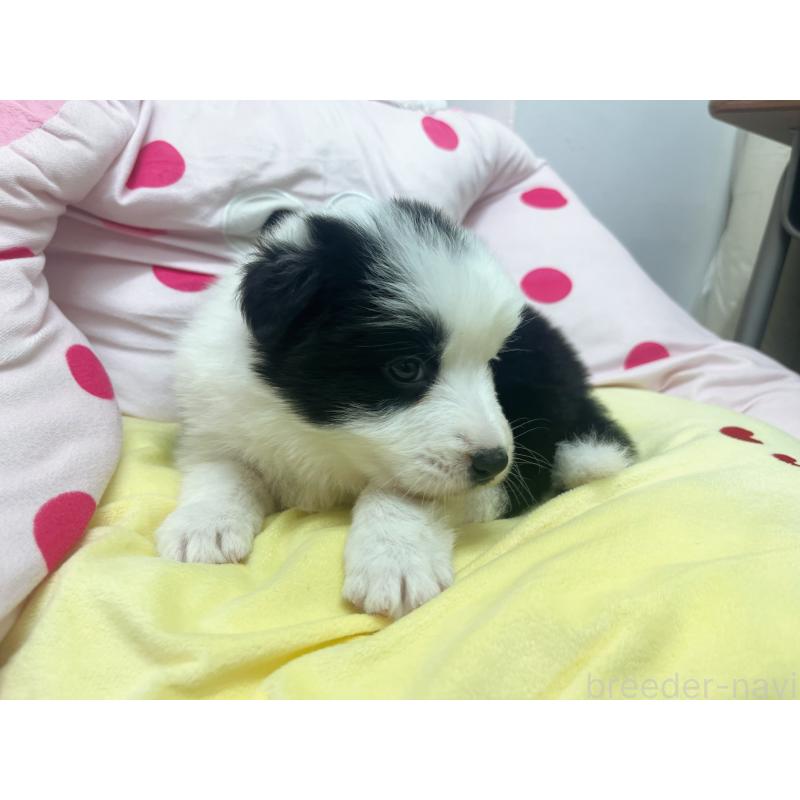 販売中の東京都のボーダーコリー-447201の2枚目