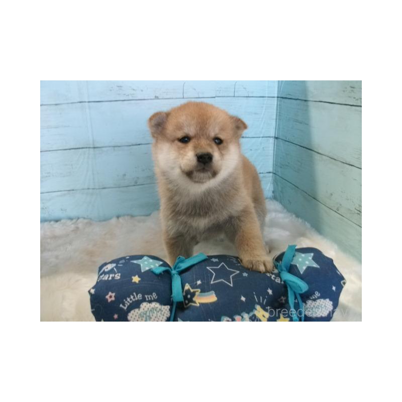 販売中の埼玉県の柴犬-447202の5枚目