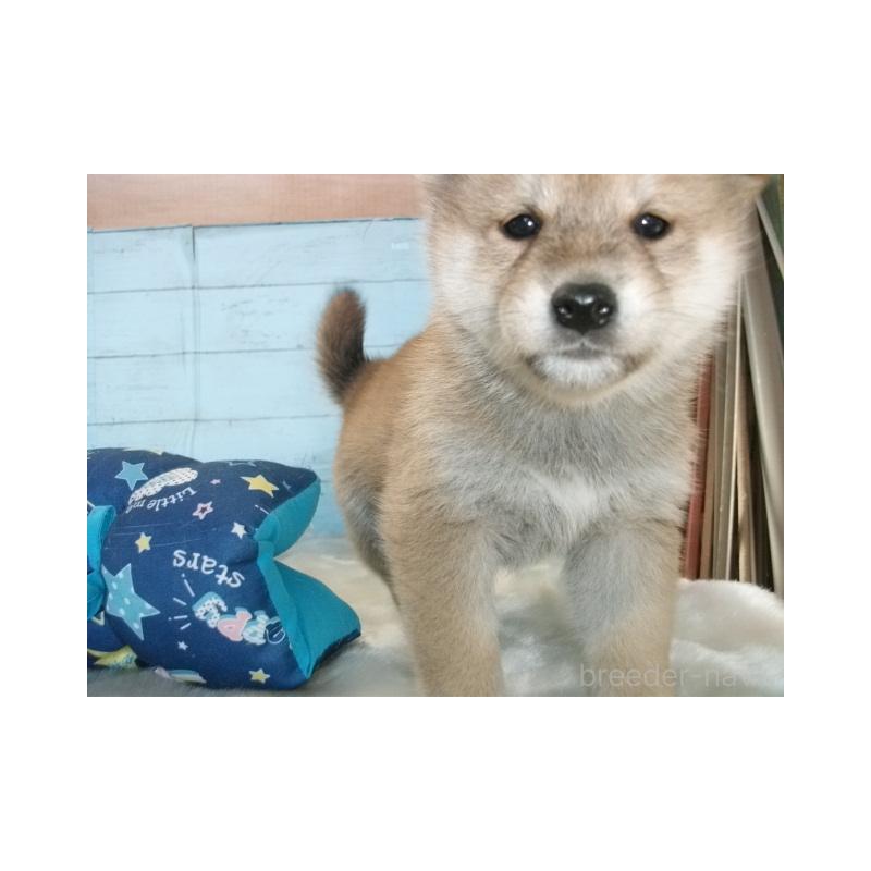 販売中の埼玉県の柴犬-447202の4枚目