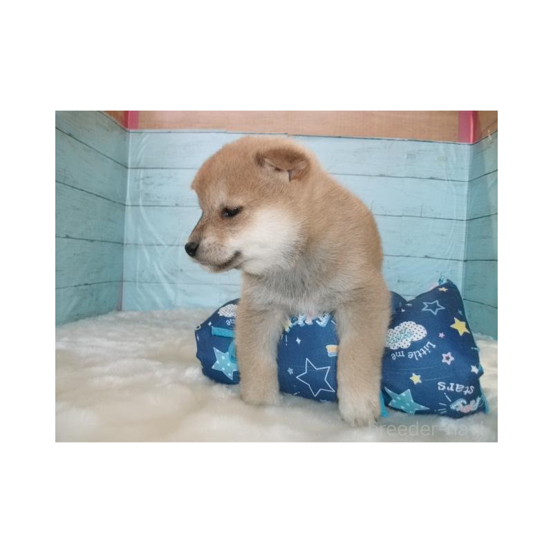 販売中の埼玉県の柴犬-447202の2枚目