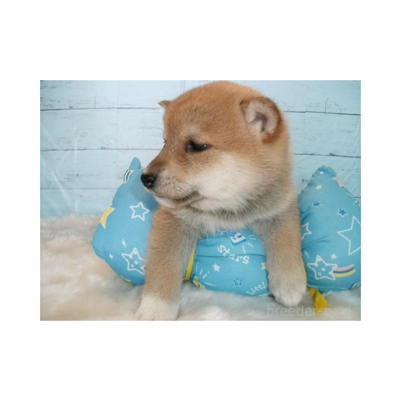 販売中の埼玉県の柴犬-447203の4枚目