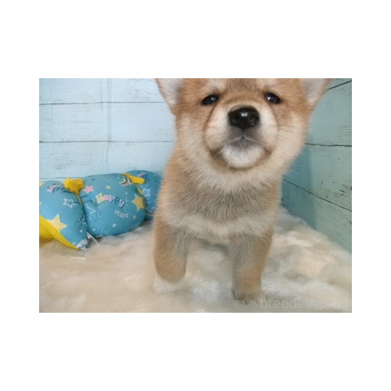 販売中の埼玉県の柴犬-447203の3枚目