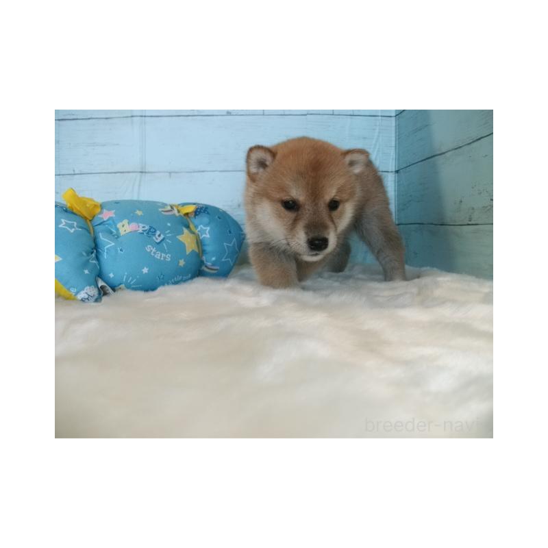 販売中の埼玉県の柴犬-447203の2枚目