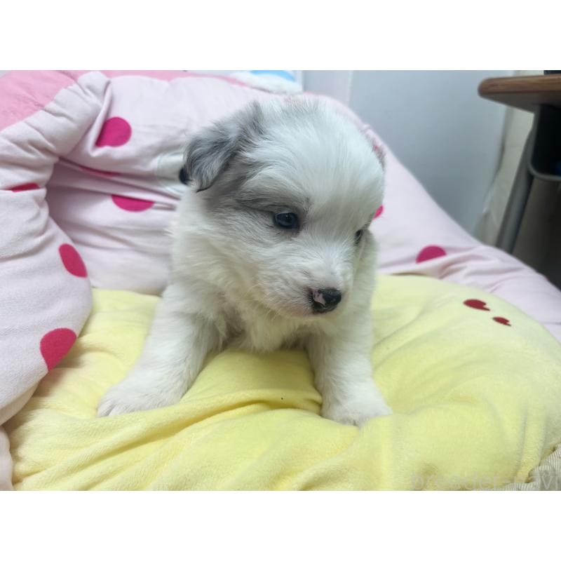 販売中の東京都のボーダーコリー-447205の8枚目