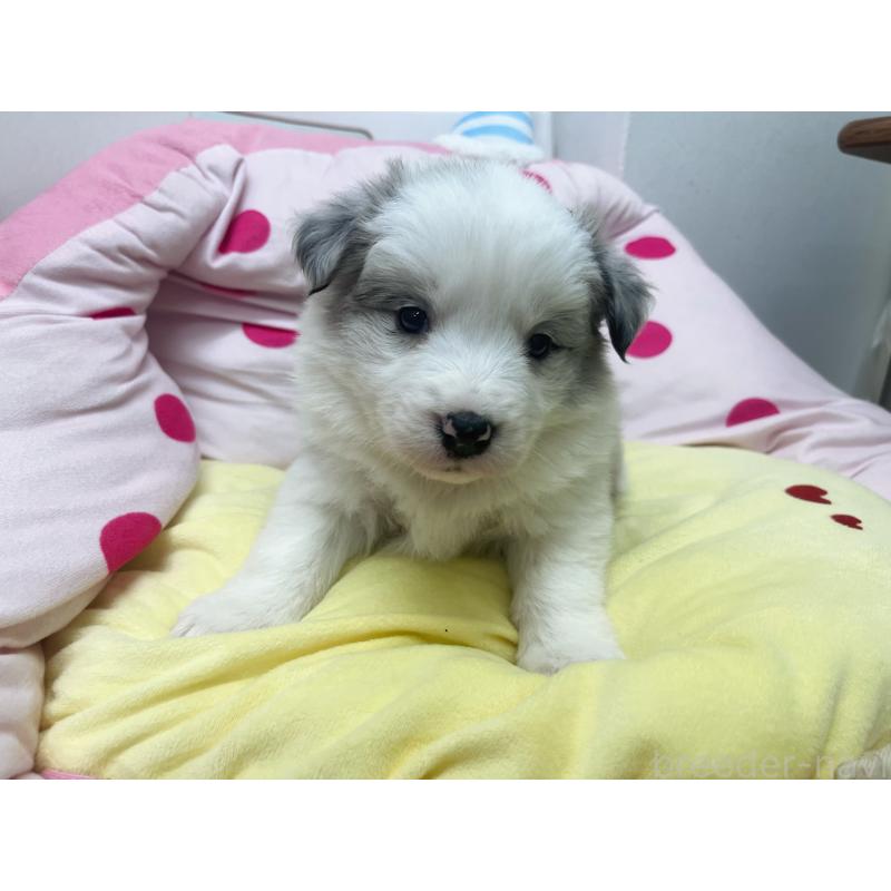 販売中の東京都のボーダーコリー-447205の7枚目