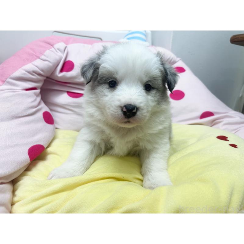 販売中の東京都のボーダーコリー-447205の6枚目