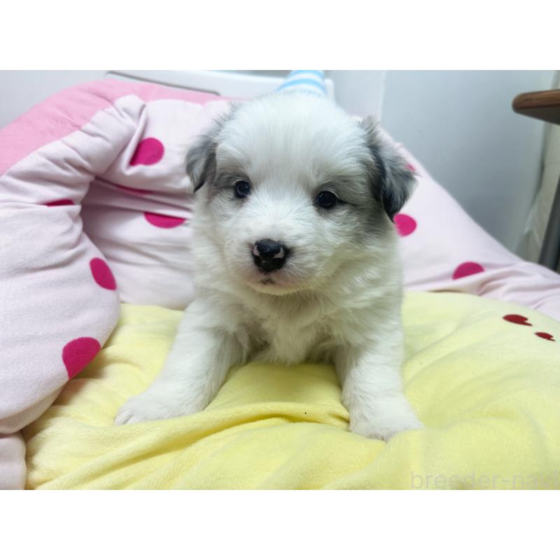 販売中の東京都のボーダーコリー-447205の5枚目