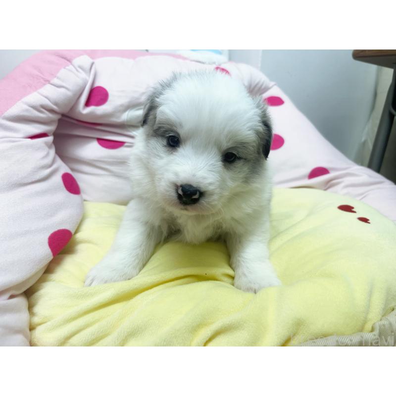 販売中の東京都のボーダーコリー-447205の4枚目