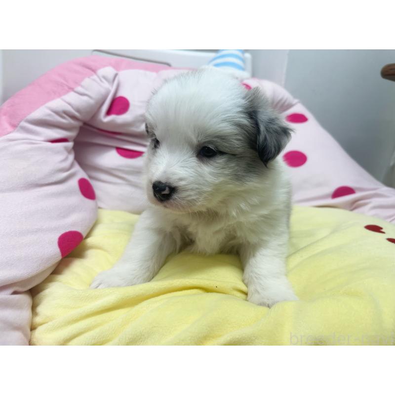 販売中の東京都のボーダーコリー-447205の3枚目