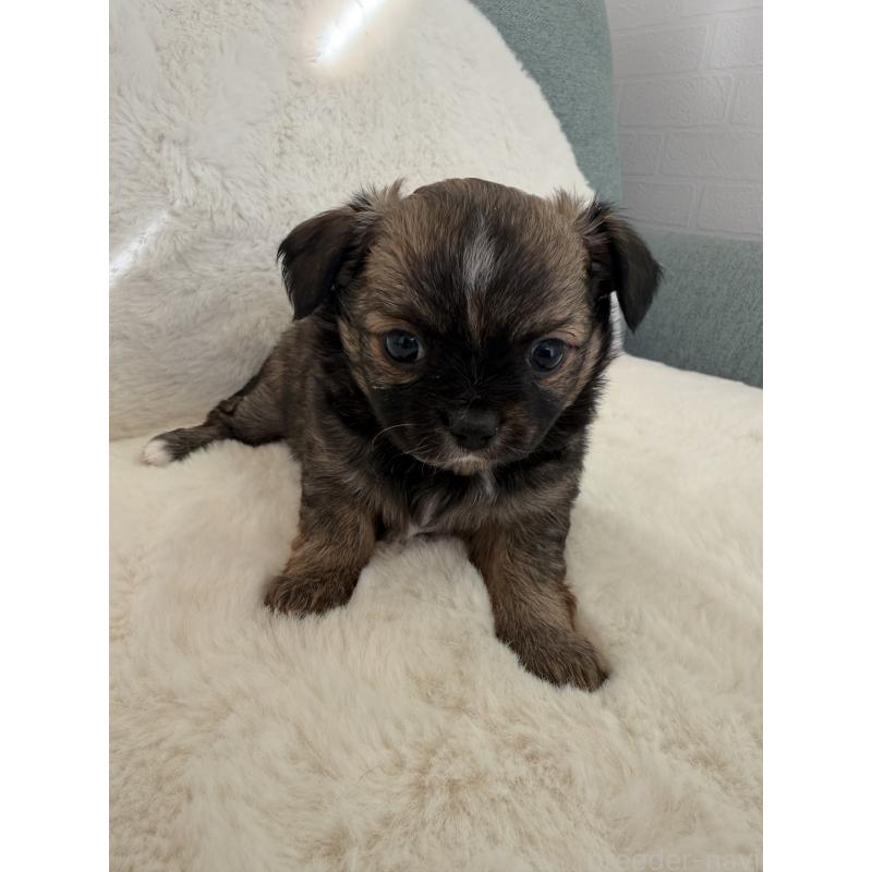 販売中の群馬県のチワワ(ロングコート)-447206の3枚目