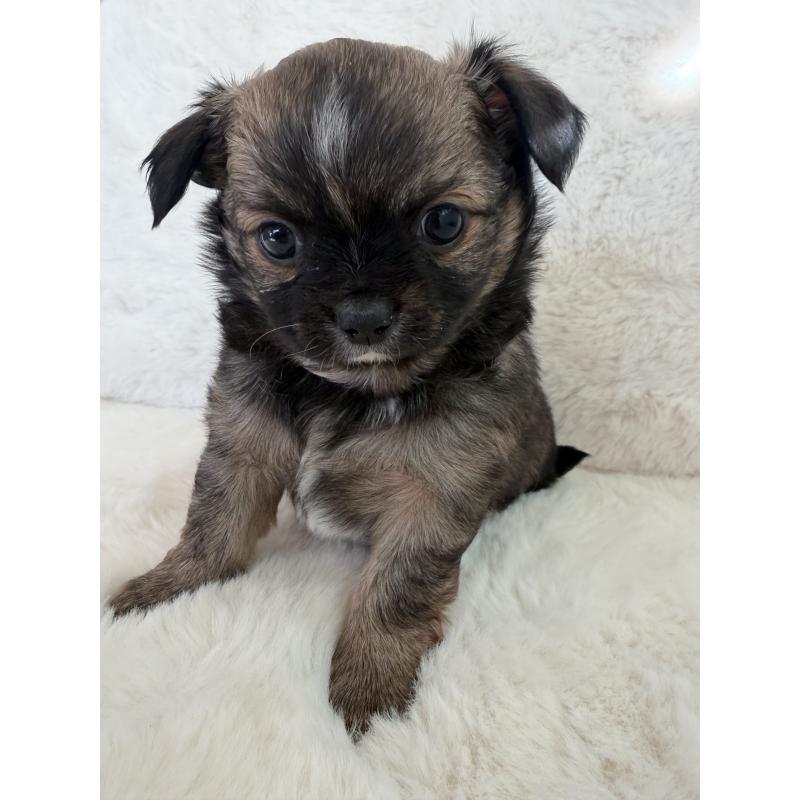 販売中の群馬県のチワワ(ロングコート)-447206の2枚目