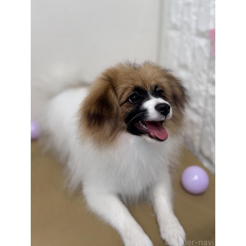 販売中の石川県のミックス犬-447207の5枚目