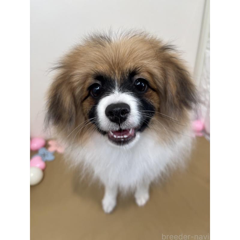 販売中の石川県のミックス犬-447207の4枚目