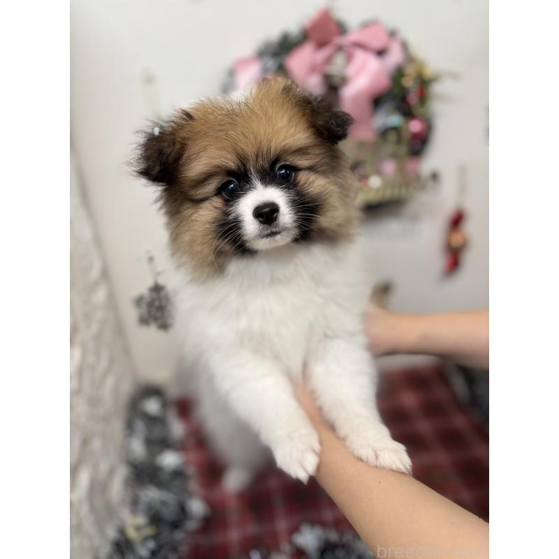 販売中の石川県のミックス犬-447207の3枚目