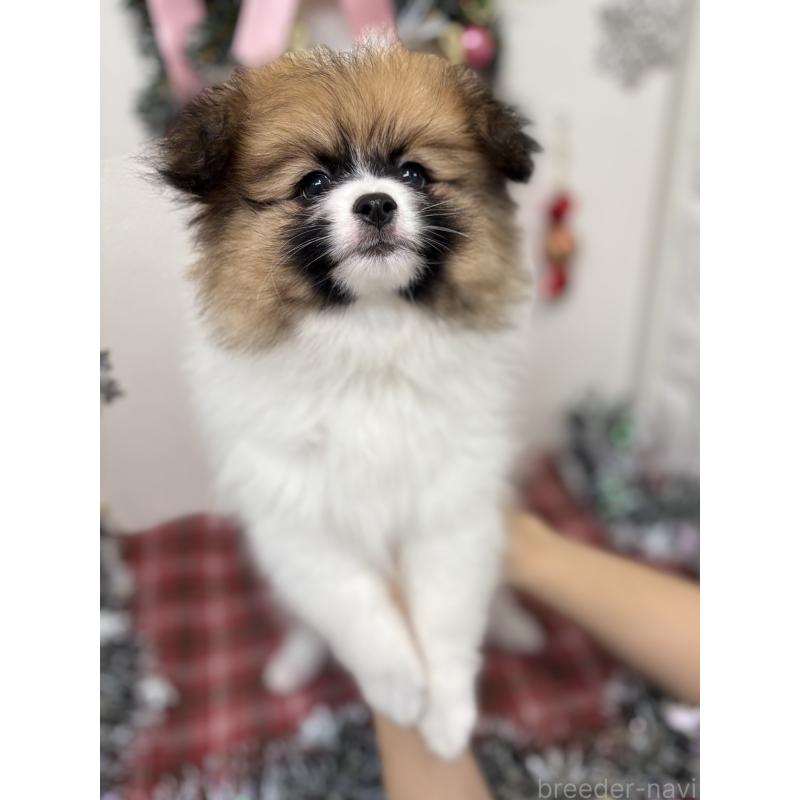 販売中の石川県のミックス犬-447207の2枚目