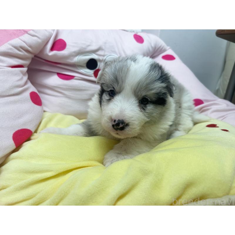 販売中の東京都のボーダーコリー-447208の6枚目