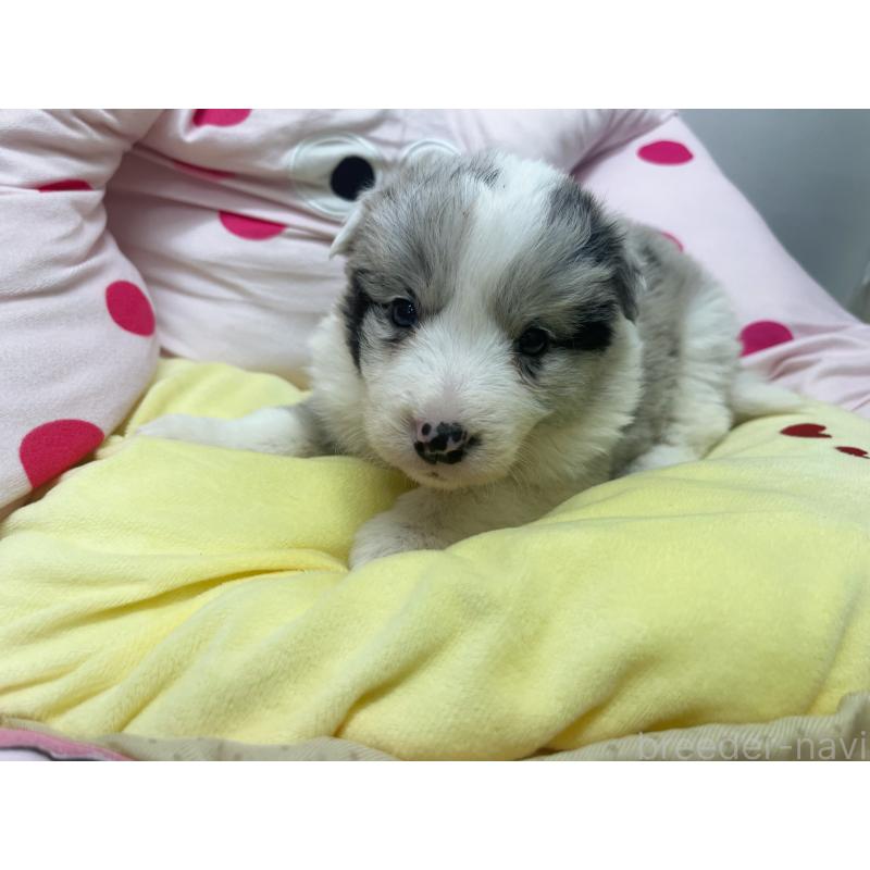 販売中の東京都のボーダーコリー-447208の5枚目