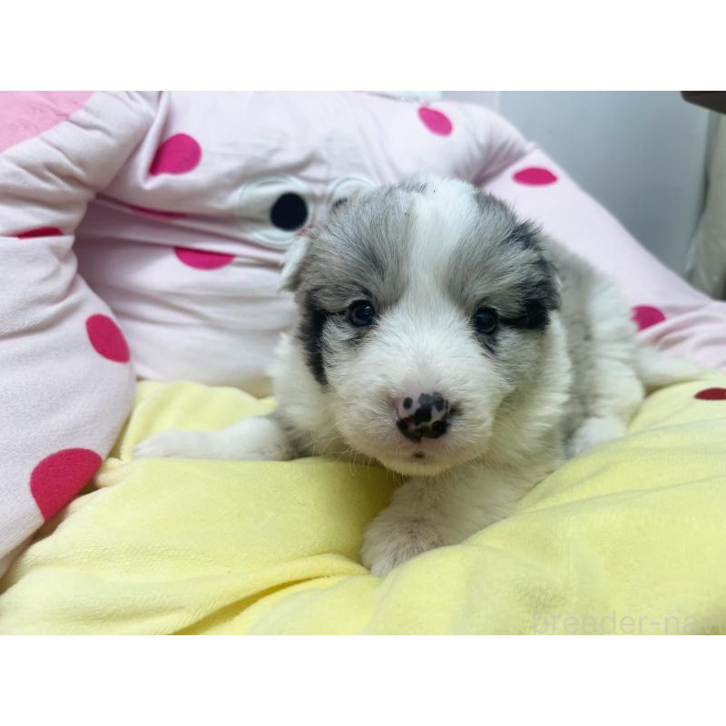 販売中の東京都のボーダーコリー-447208の3枚目