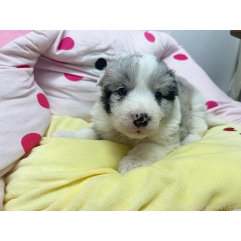 販売中の東京都のボーダーコリー-447208の2枚目