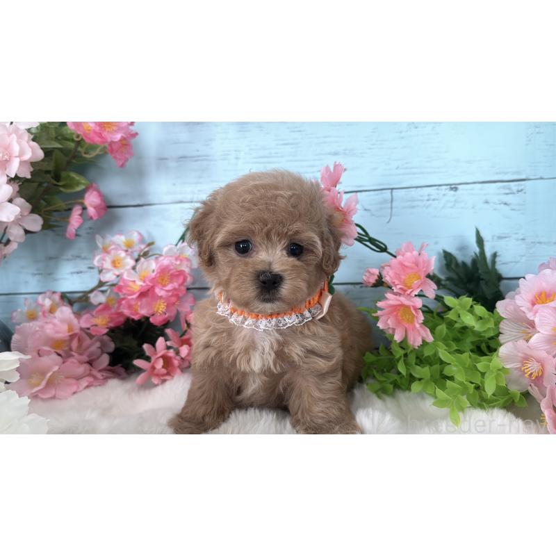 販売中の埼玉県のマルプー:マルチーズ×トイプードル-447209の11枚目