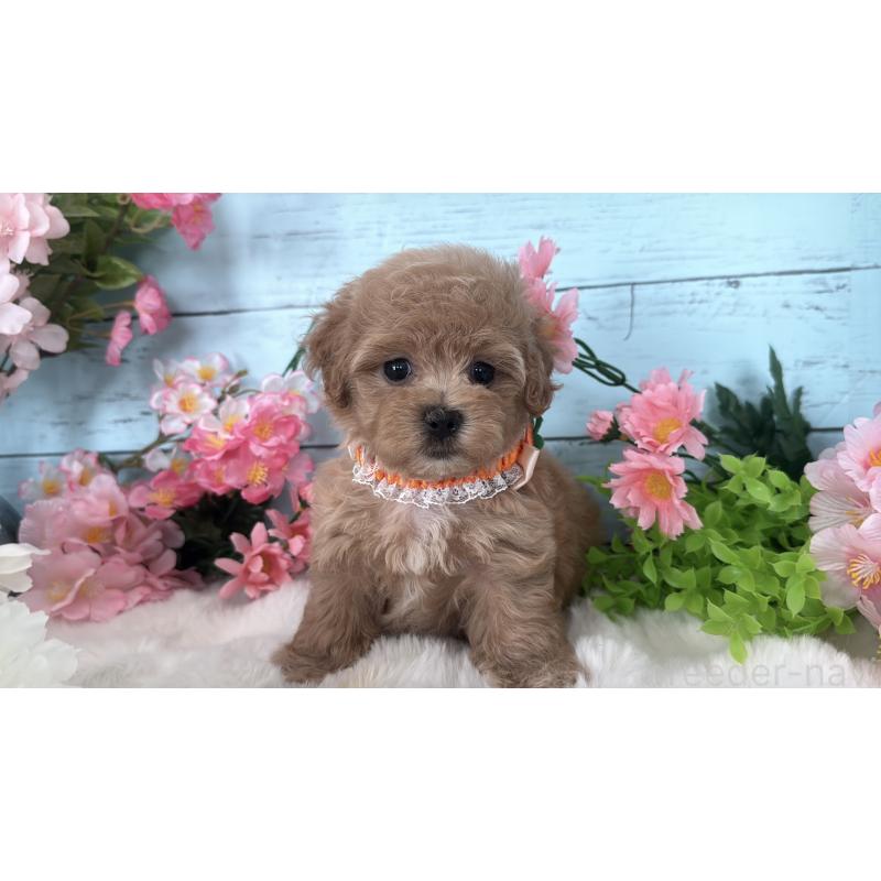 販売中の埼玉県のマルプー:マルチーズ×トイプードル-447209の7枚目