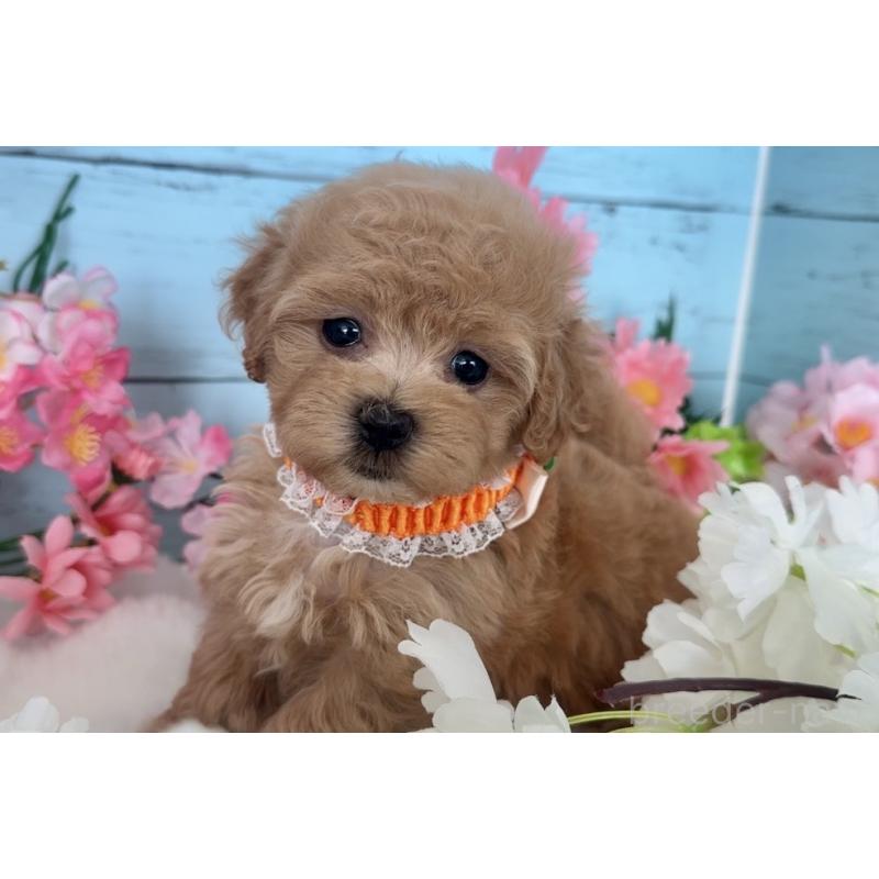 販売中の埼玉県のマルプー:マルチーズ×トイプードル-447209の5枚目