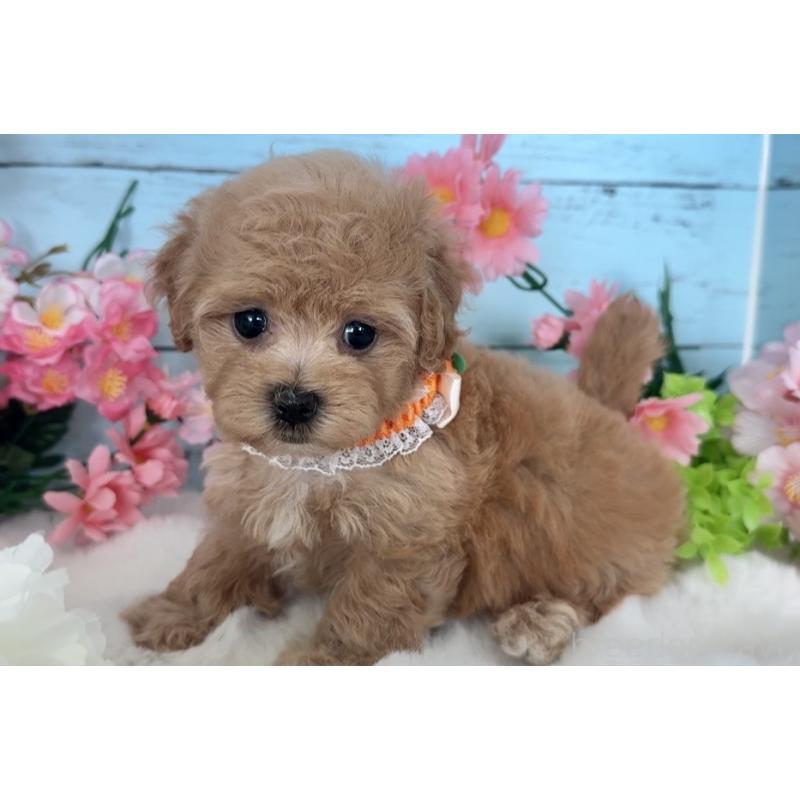 販売中の埼玉県のマルプー:マルチーズ×トイプードル-447209の6枚目