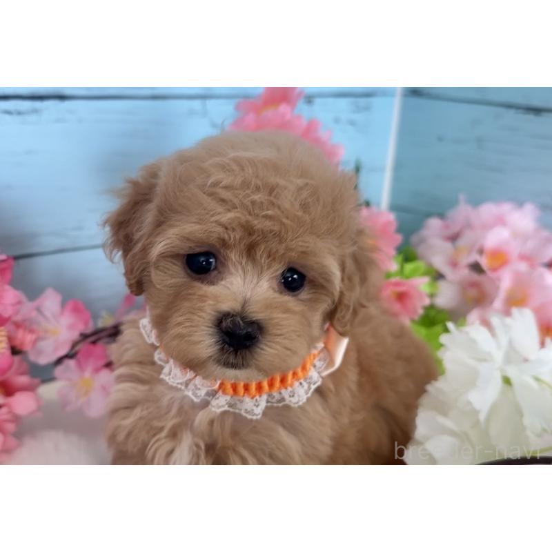 販売中の埼玉県のマルプー:マルチーズ×トイプードル-447209の4枚目