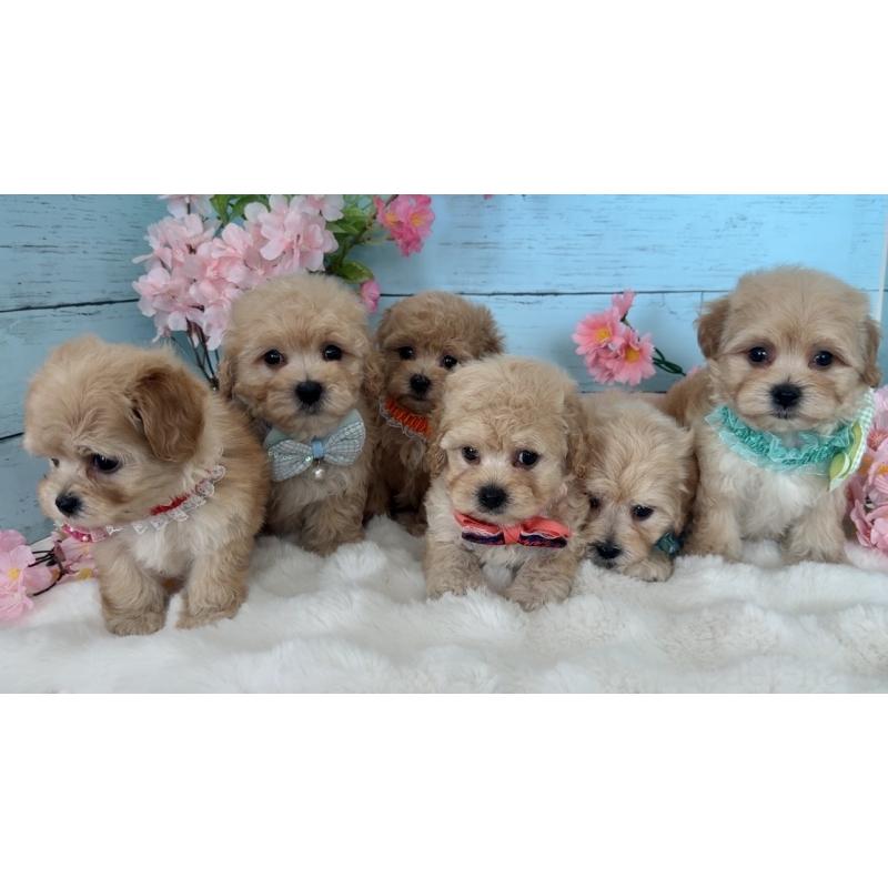 販売中の埼玉県のマルプー:マルチーズ×トイプードル-447209の3枚目