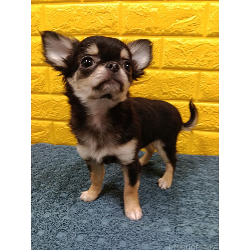 販売中の千葉県のチワワ(ロングコート)-419078の32枚目