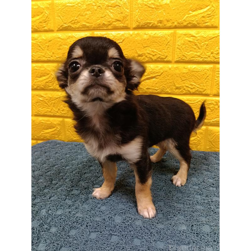 販売中の千葉県のチワワ(ロングコート)-419078の31枚目