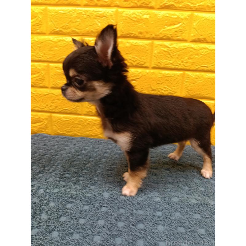 販売中の千葉県のチワワ(ロングコート)-419078の30枚目