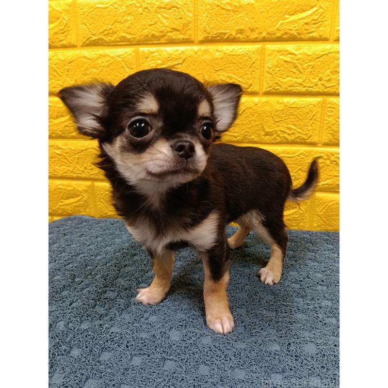 販売中の千葉県のチワワ(ロングコート)-419078の29枚目