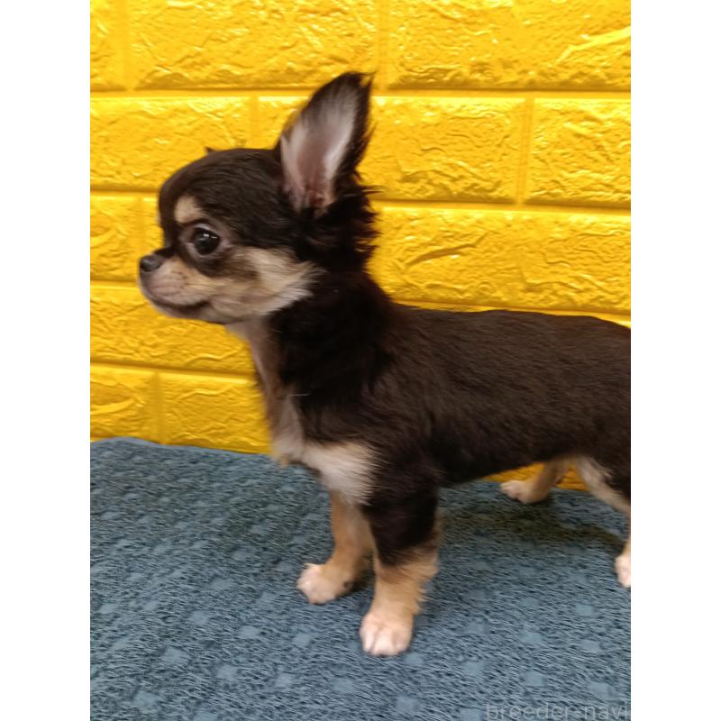 販売中の千葉県のチワワ(ロングコート)-419078の28枚目