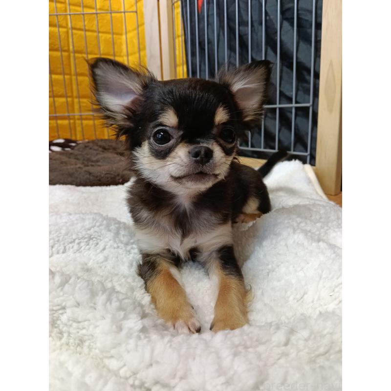 販売中の千葉県のチワワ(ロングコート)-419078の27枚目