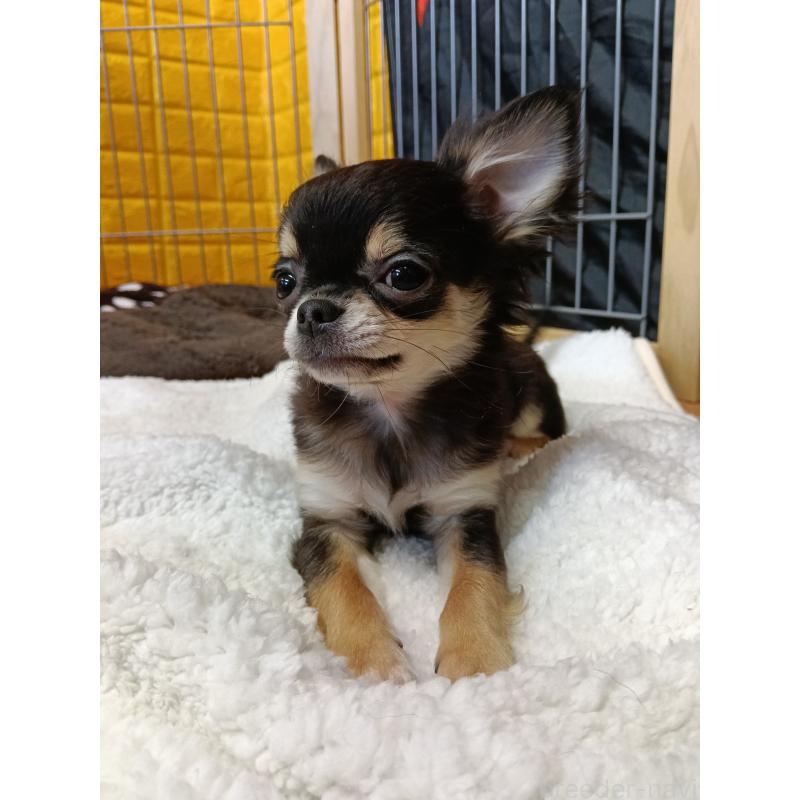 販売中の千葉県のチワワ(ロングコート)-419078の26枚目