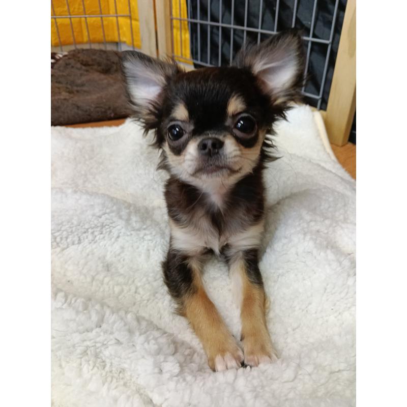 販売中の千葉県のチワワ(ロングコート)-419078の25枚目