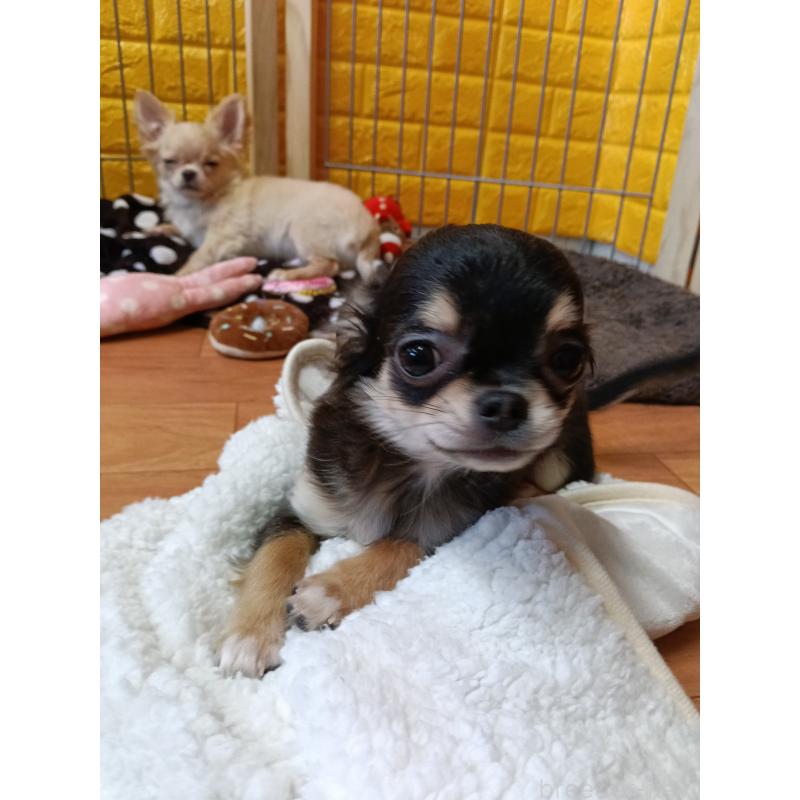 販売中の千葉県のチワワ(ロングコート)-419078の23枚目