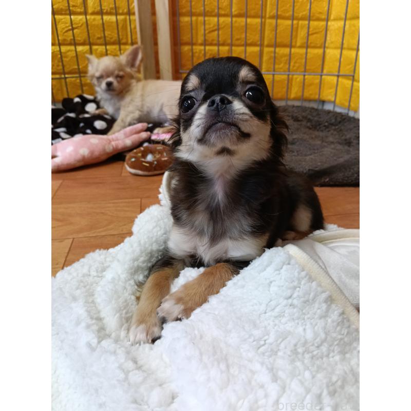 販売中の千葉県のチワワ(ロングコート)-419078の22枚目